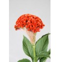 ΤΣΕΛΟΖΙΑ  ΚΡΙΣΤ.  ΠΟΡΤΟΚΑΛΙ  CELOSIA  C ACT ZARA